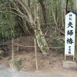 八重垣神社　夫婦椿.jpeg